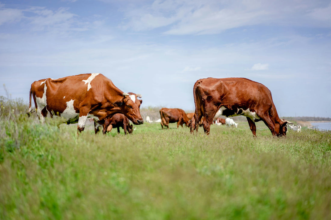Why We Only Use Grass-Fed Tallow (and Why It Matters)
